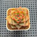 Echeveria Hybrid sp. 1"-2" Hand-Selected Clone (From Brotherly Farm) Succulent Plant Cutting