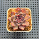 Echeveria Hybrid sp. 1"-2" Hand-Selected Clone (From Brotherly Farm) Succulent Plant Cutting