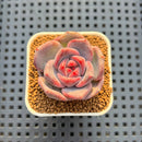 Echeveria Hybrid sp. 1"-2" Hand-Selected Clone (From Brotherly Farm) Succulent Plant Cutting