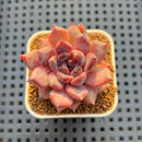 Echeveria Hybrid sp. 1"-2" Hand-Selected Clone (From Brotherly Farm) Succulent Plant Cutting