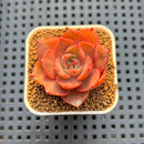 Echeveria Hybrid sp. 1"-2" Hand-Selected Clone (From Brotherly Farm) Succulent Plant Cutting