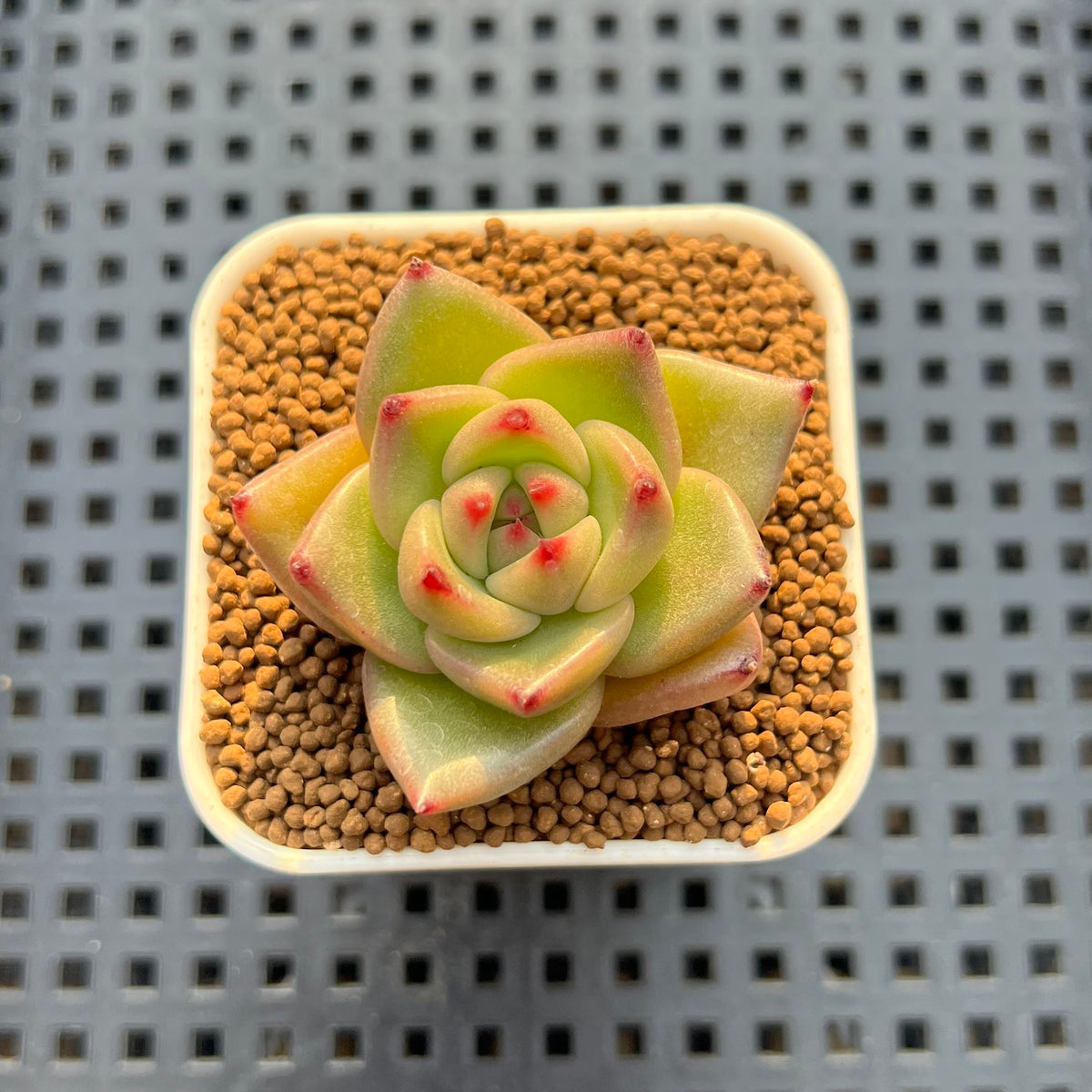 Echeveria Hybrid sp. 1"-2" Hand-Selected Clone (From Brotherly Farm) Succulent Plant Cutting