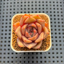 Echeveria Hybrid sp. 1"-2" Hand-Selected Clone (From Brotherly Farm) Succulent Plant Cutting