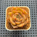Echeveria Hybrid sp. 1"-2" Hand-Selected Clone (From Brotherly Farm) Succulent Plant Cutting
