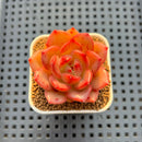Echeveria Hybrid sp. 1"-2" Hand-Selected Clone (From Brotherly Farm) Succulent Plant Cutting