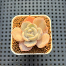 Echeveria Hybrid sp. 1"-2" Hand-Selected Clone (From Brotherly Farm) Succulent Plant Cutting