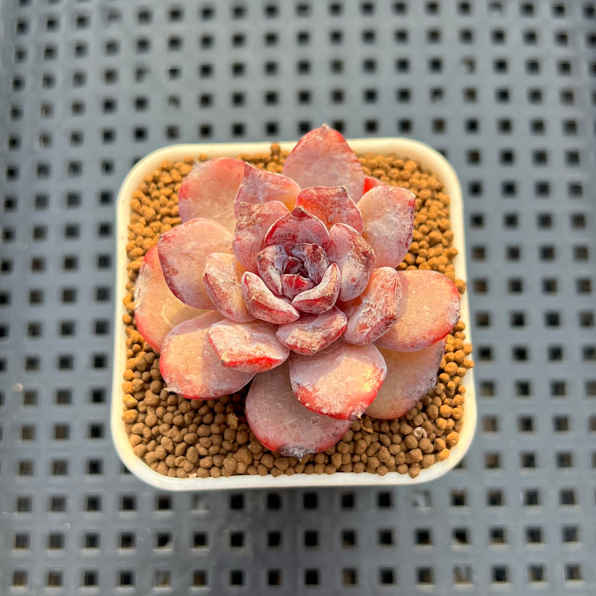 Echeveria Hybrid sp. 1"-2" Hand-Selected Clone (From Brotherly Farm) Succulent Plant Cutting