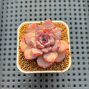 Echeveria Hybrid sp. 1"-2" Hand-Selected Clone (From Brotherly Farm) Succulent Plant Cutting