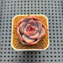 Echeveria Hybrid sp. 1"-2" Hand-Selected Clone (From Brotherly Farm) Succulent Plant Cutting