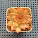 Echeveria Hybrid sp. 1"-2" Hand-Selected Clone (From Brotherly Farm) Succulent Plant Cutting
