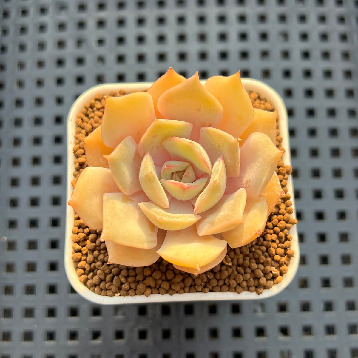 Echeveria Hybrid sp. 1"-2" Hand-Selected Clone (From Brotherly Farm) Succulent Plant Cutting