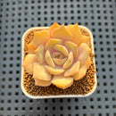Echeveria Hybrid sp. 1"-2" Hand-Selected Clone (From Brotherly Farm) Succulent Plant Cutting