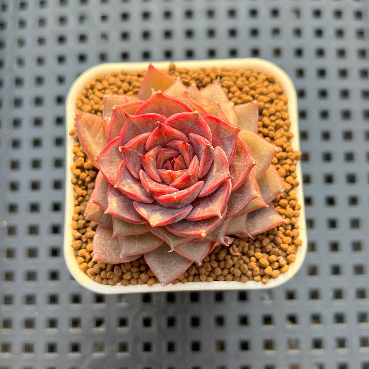 Echeveria Hybrid sp. 1"-2" Hand-Selected Clone (From Brotherly Farm) Succulent Plant Cutting