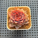 Echeveria Hybrid sp. 1"-2" Hand-Selected Clone (From Brotherly Farm) Succulent Plant Cutting