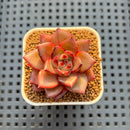 Echeveria Hybrid sp. 1"-2" Hand-Selected Clone (From Brotherly Farm) Succulent Plant Cutting