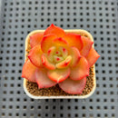 Echeveria Hybrid sp. 1"-2" Hand-Selected Clone (From Brotherly Farm) Succulent Plant Cutting