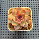 Echeveria Hybrid sp. 1"-2" Hand-Selected Clone (From Brotherly Farm) Succulent Plant Cutting