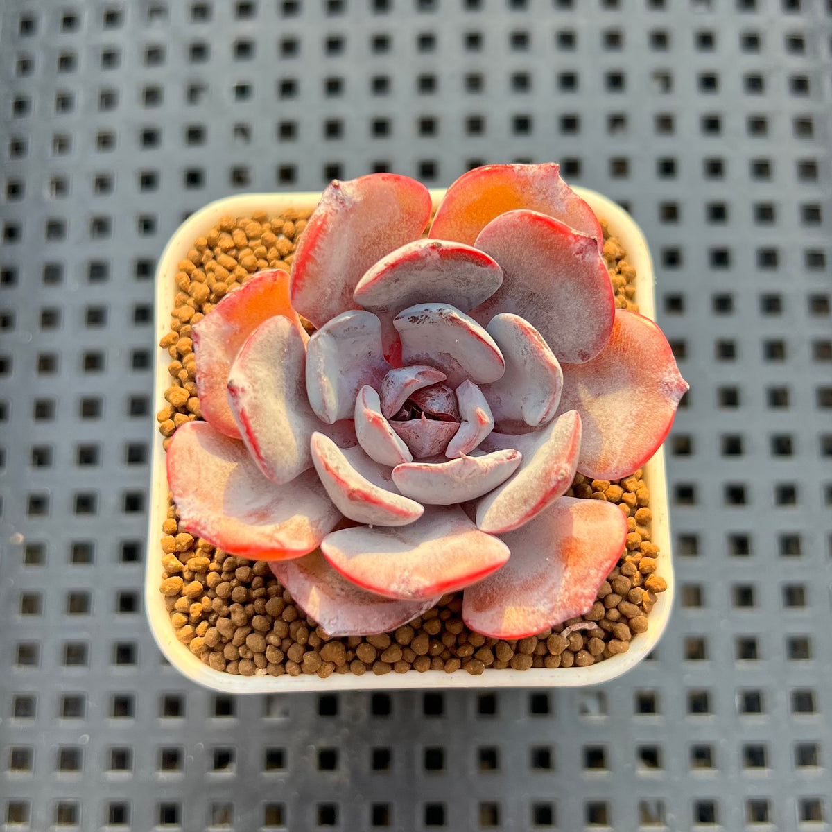 Echeveria Hybrid sp. 1"-2" Hand-Selected Clone (From Brotherly Farm) Succulent Plant Cutting