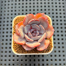 Echeveria Hybrid sp. 1"-2" Hand-Selected Clone (From Brotherly Farm) Succulent Plant Cutting