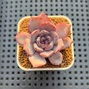 Echeveria Hybrid sp. 1"-2" Hand-Selected Clone (From Brotherly Farm) Succulent Plant Cutting