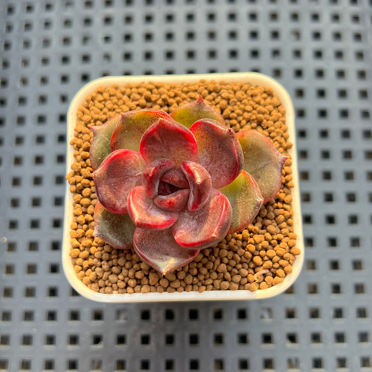 Echeveria Hybrid sp. 1"-2" Hand-Selected Clone (From Brotherly Farm) Succulent Plant Cutting