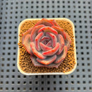 Echeveria Hybrid sp. 1"-2" Hand-Selected Clone (From Brotherly Farm) Succulent Plant Cutting