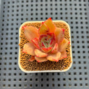 Echeveria Hybrid sp. 1"-2" Hand-Selected Clone (From Brotherly Farm) Succulent Plant Cutting