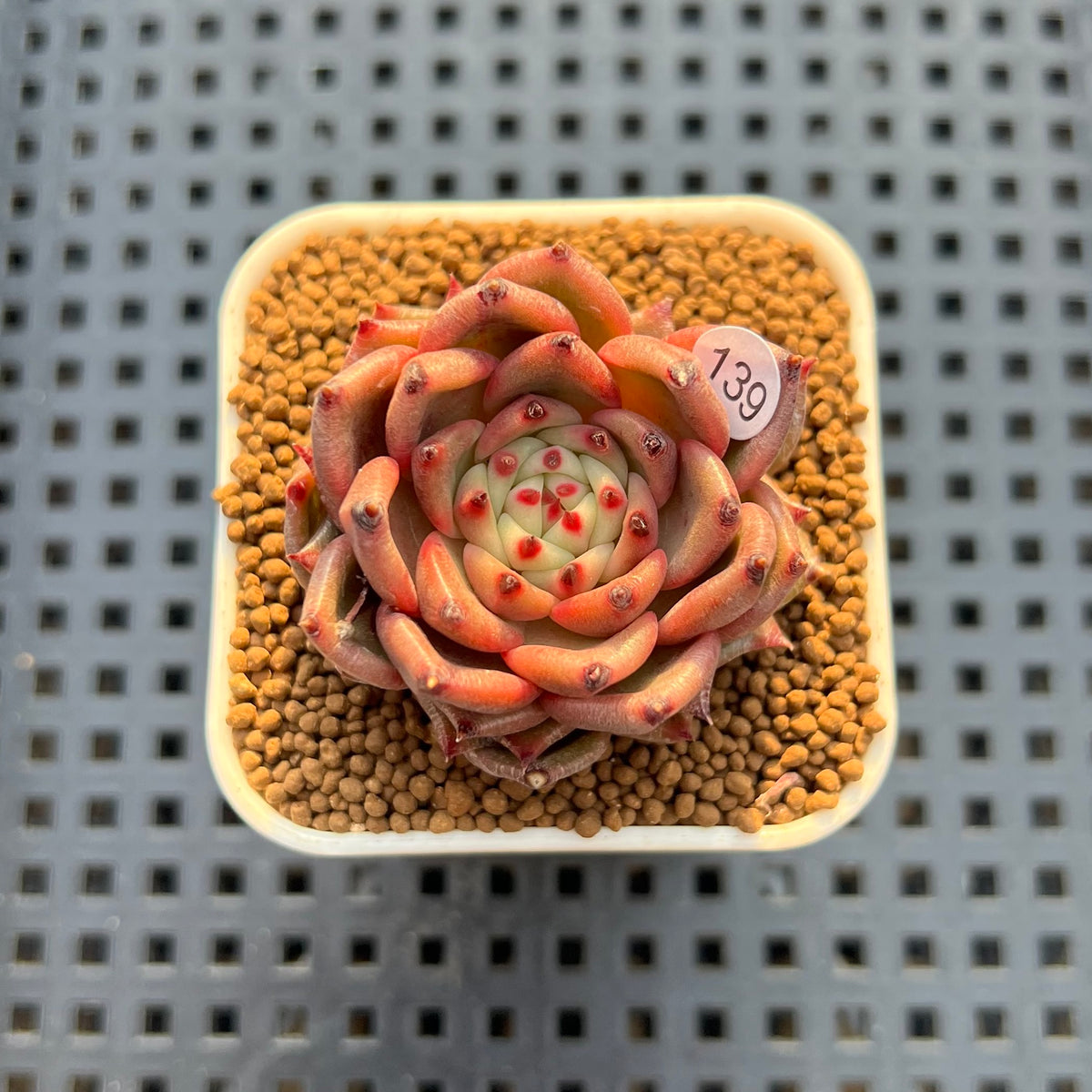 Echeveria Hybrid sp. 1"-2" Hand-Selected Clone (From Brotherly Farm) Succulent Plant Cutting