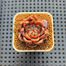 Echeveria Hybrid sp. 1"-2" Hand-Selected Clone (From Brotherly Farm) Succulent Plant Cutting