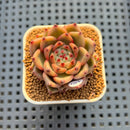 Echeveria Hybrid sp. 1"-2" Hand-Selected Clone (From Brotherly Farm) Succulent Plant Cutting