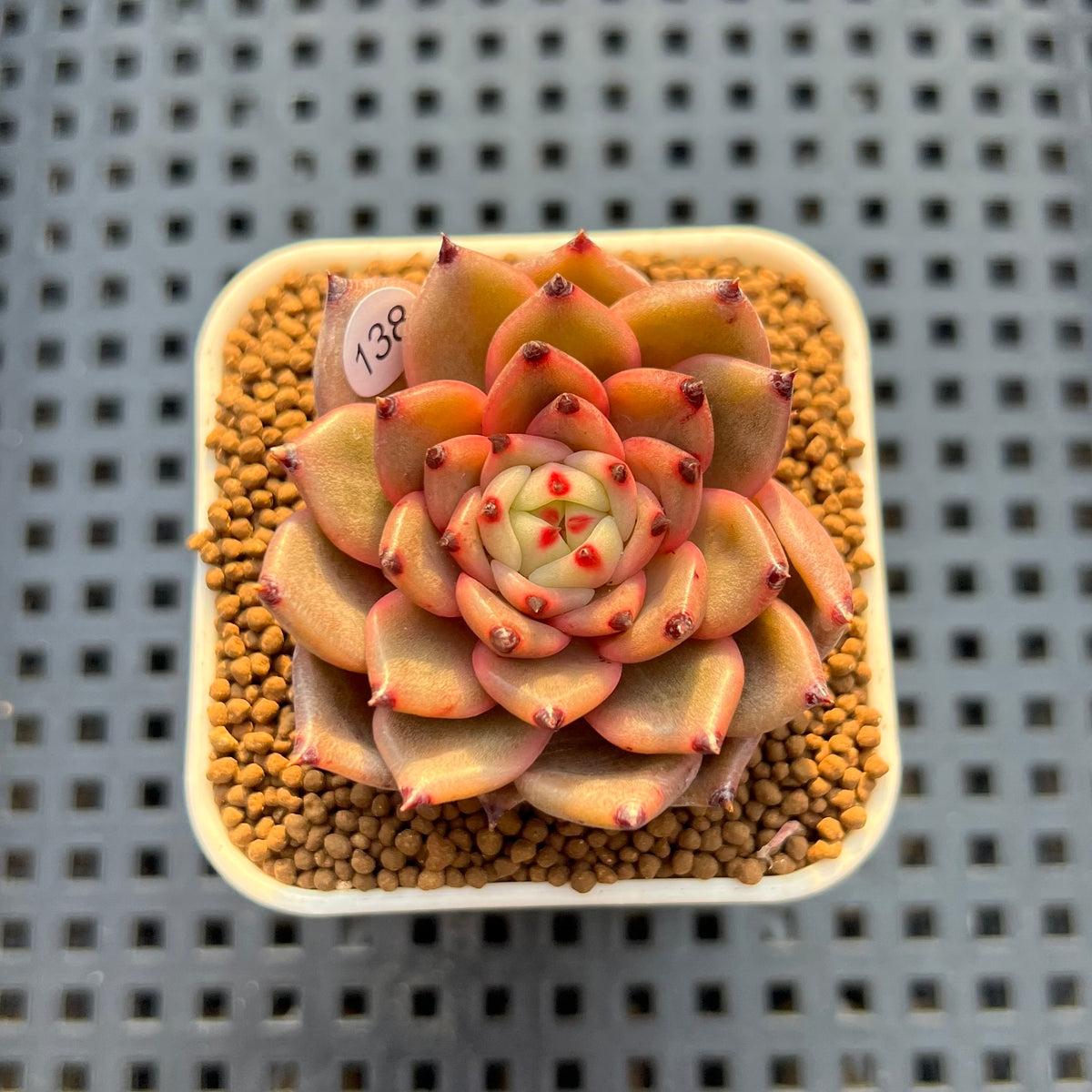 Echeveria Hybrid sp. 1"-2" Hand-Selected Clone (From Brotherly Farm) Succulent Plant Cutting