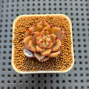 Echeveria Hybrid sp. 1"-2" Hand-Selected Clone (From Brotherly Farm) Succulent Plant Cutting