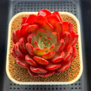 Echeveria 'Lantern' 4" Large Succulent Plant Cutting