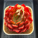 Echeveria 'Lantern' 4" Large Succulent Plant Cutting