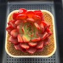 Echeveria 'Lantern' 4" Large Succulent Plant Cutting