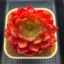 Echeveria 'Lantern' 4" Large Succulent Plant Cutting