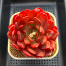 Echeveria 'Lantern' 4" Large Succulent Plant Cutting