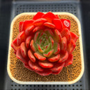 Echeveria 'Lantern' 4" Large Succulent Plant Cutting