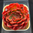 Echeveria 'Red Spider Lily' 5" Large Succulent Plant Cutting