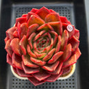 Echeveria 'Red Spider Lily' 5" Large Succulent Plant Cutting