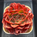 Echeveria 'Red Spider Lily' 5" Large Succulent Plant Cutting