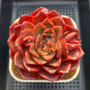 Echeveria 'Red Spider Lily' 5" Large Succulent Plant Cutting