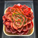 Echeveria 'Red Spider Lily' 5" Large Succulent Plant Cutting