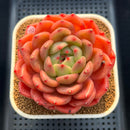 Echeveria 'The Invincible East' 3" Succulent Plant Cutting