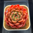 Echeveria 'The Invincible East' 3" Succulent Plant Cutting