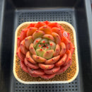 Echeveria 'The Invincible East' 3" Succulent Plant Cutting