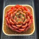 Echeveria 'The Invincible East' 3" Succulent Plant Cutting