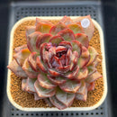 Echeveria 'Odette' Selected-Clone 3"-4" Succulent Plant Cutting
