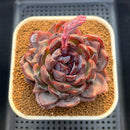 Echeveria 'Odette' Selected-Clone 3"-4" Succulent Plant Cutting
