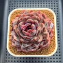 Echeveria 'Odette' Selected-Clone 3"-4" Succulent Plant Cutting